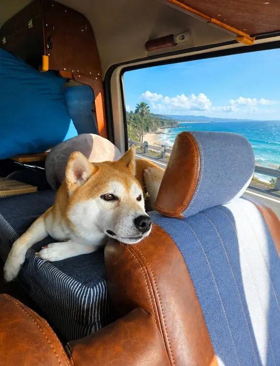 Shiba Inu riding inside a Suzuki Every van with custom interior