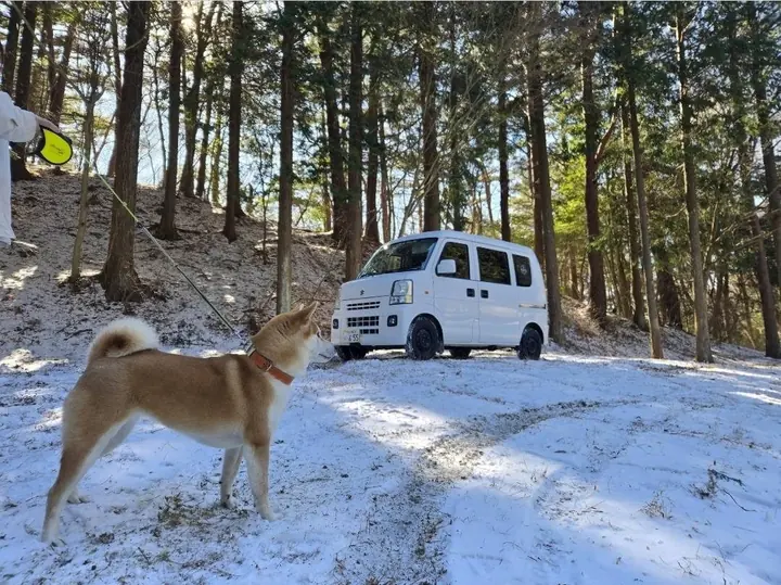 White Suzuki Every DA64V in a snowy forest with a Shiba Inu